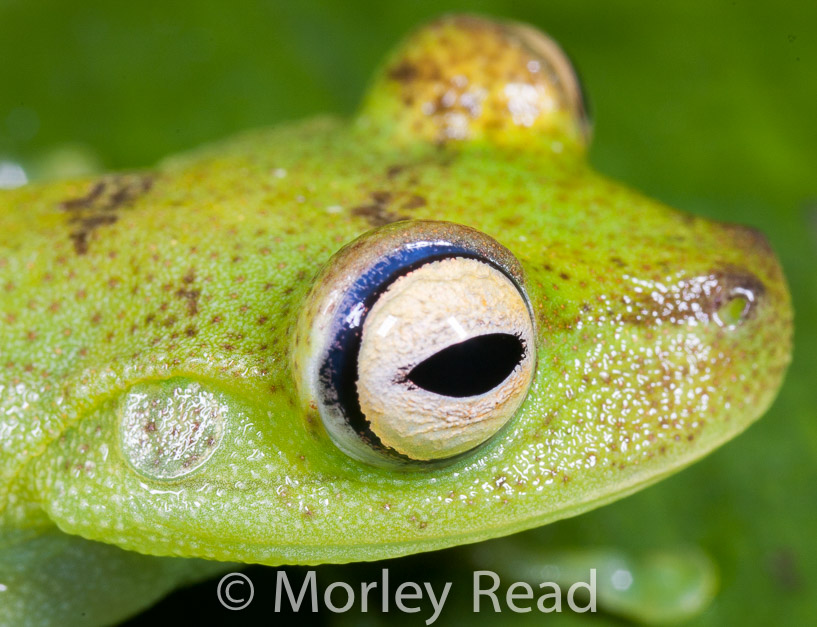 Hypsiboas pellucens