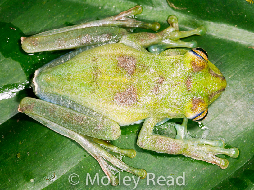 Hypsiboas pellucens