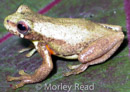 Dendropsophus carnifex