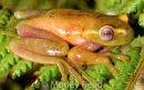 Hyloscirtus alytolylax