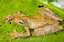 Hypsiboas rosenbergi