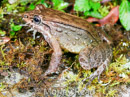 Leptodactylus venrimarmoratus