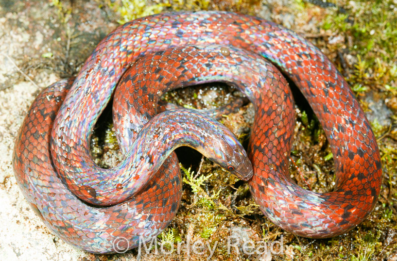 Atractus dunni