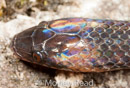 Atractus dunni