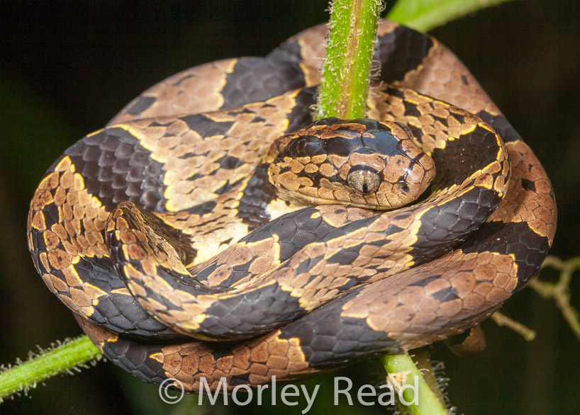 Dipsas andiana