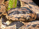 Dipsas andiana