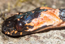 Dipsas gracilis