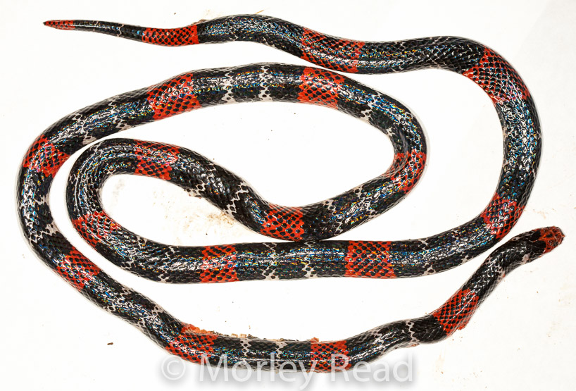 Micrurus ancoralis