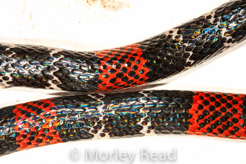 Micrurus ancoralis