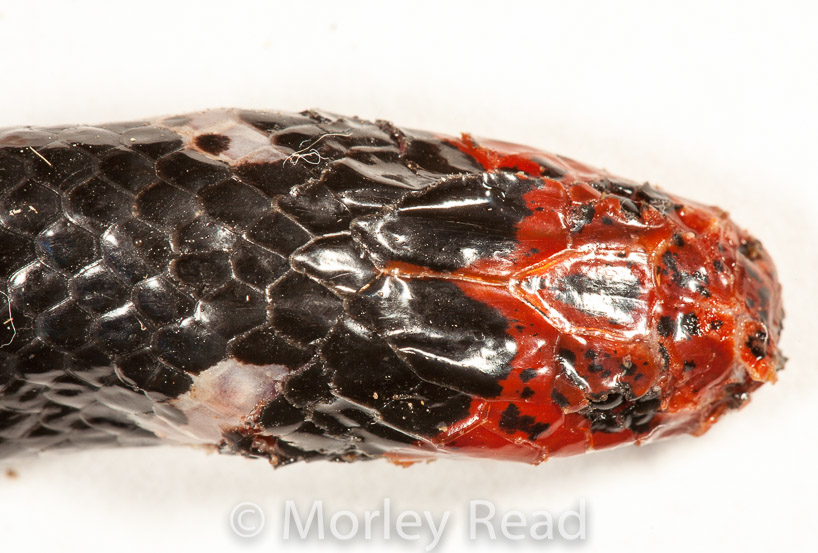 Micrurus ancoralis