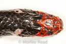 Micrurus ancoralis