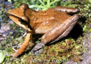 Pristimantis actites