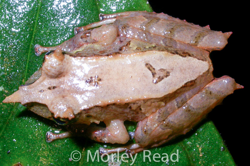 Pristimantis appendiculatus