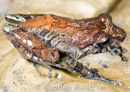 Pristimantis calcarulatus