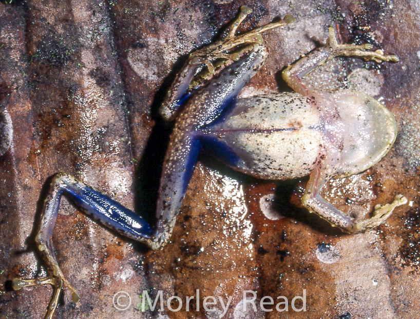 Pristimantis crucifer