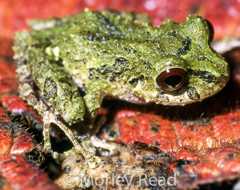 Pristimantis crucifer