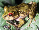Pristimantis crucifer