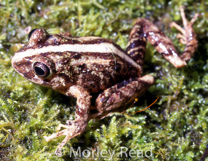 Pristimantis duellmani 