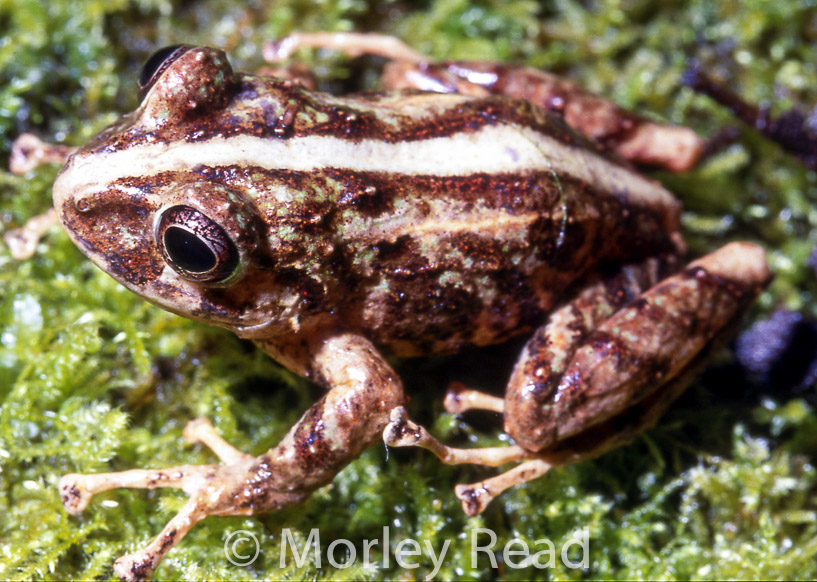 Pristimantis duellmani 