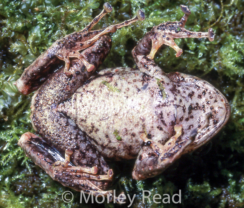 Pristimantis duellmani 