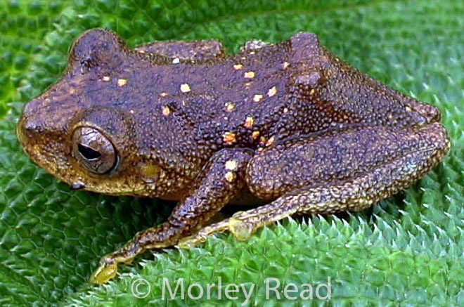 Pristimantis eugeniae