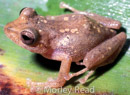Pristimantis eugeniae