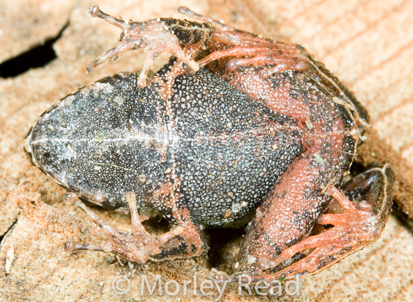 Pristimantis hectus