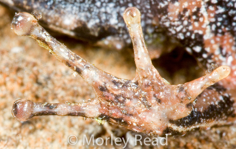 Pristimantis hectus