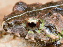Pristimantis hectus