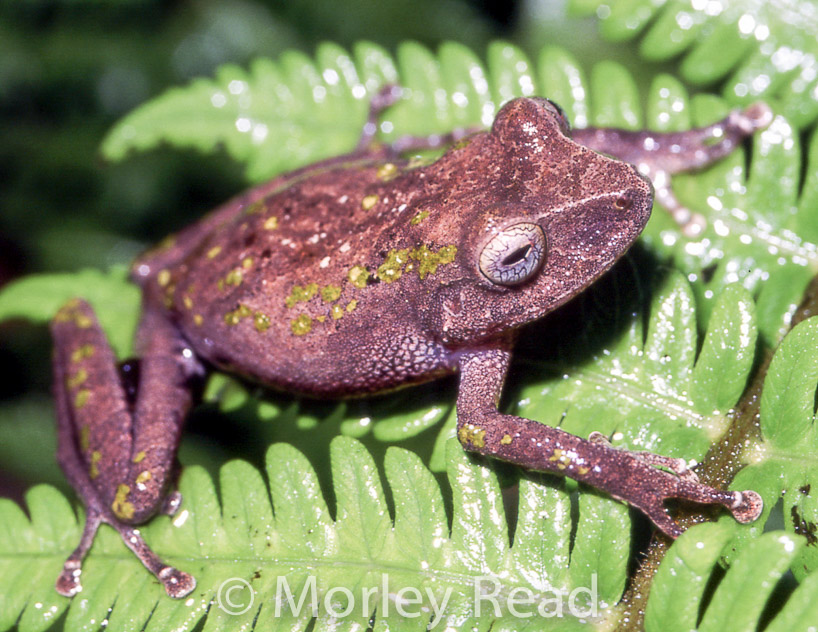 Pristimantis nyctophylax