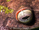 Pristimantis nyctophylax