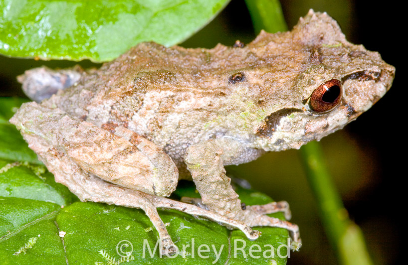 Pristimantis romanorum