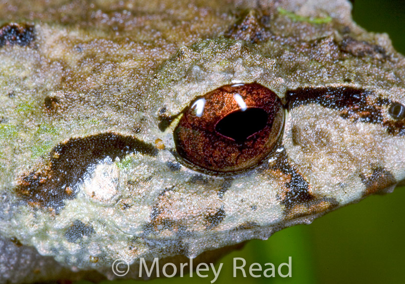 Pristimantis romanorum