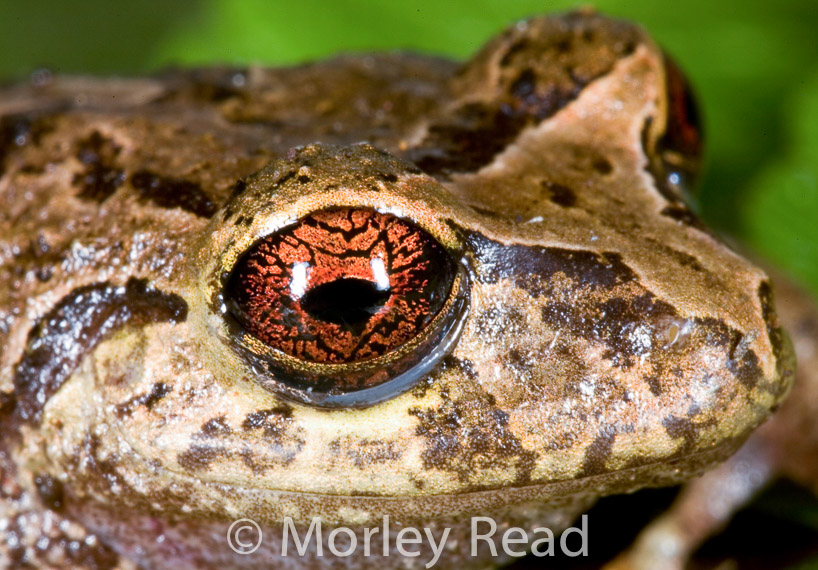 Pristimantis romanorum