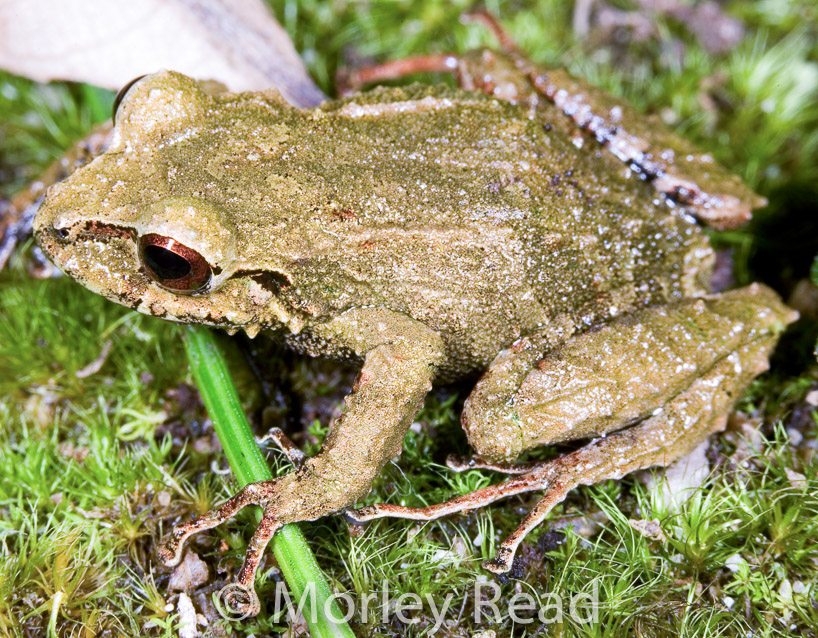 Pristimantis romanorum