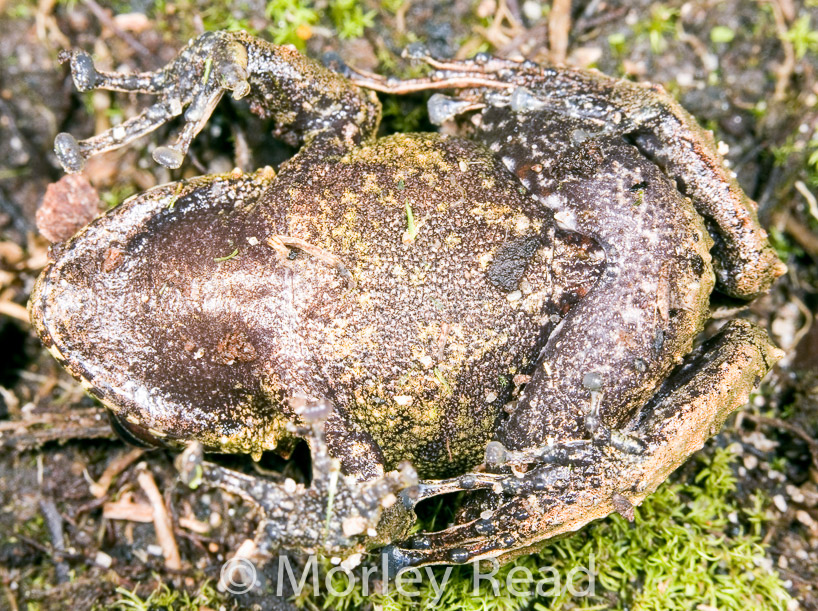 Pristimantis romanorum