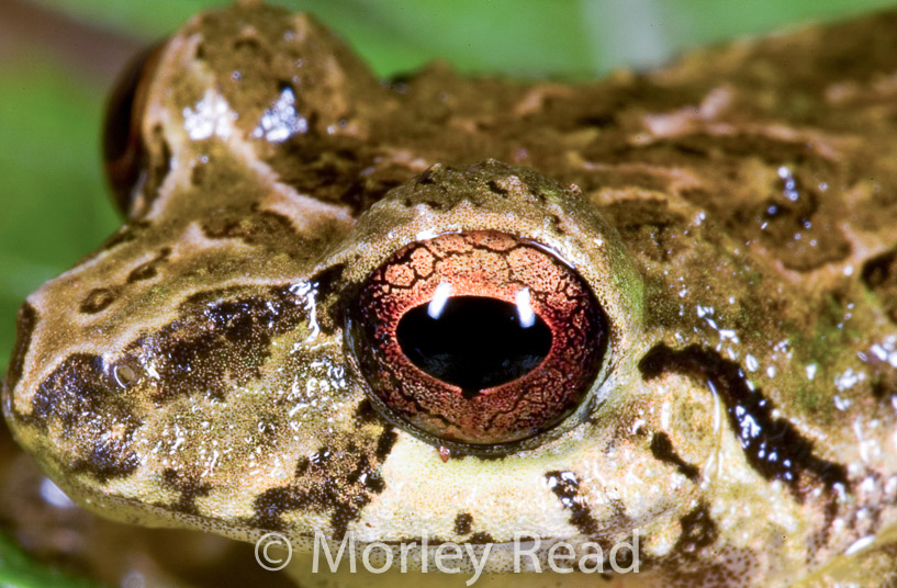 Pristimantis romanorum