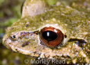 Pristimantis romanorum