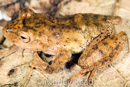Pristimantis sp. 1