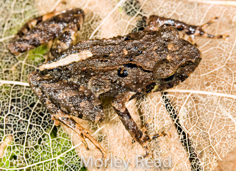 Pristimantis sp. 2