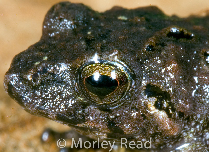 Pristimantis sp. 2