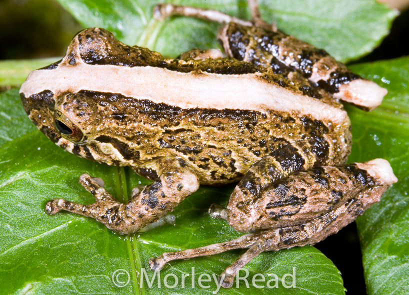 Pristimantis sp. 3