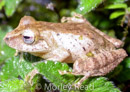Pristimantis sp. 4