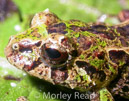 Pristimantis verecundus