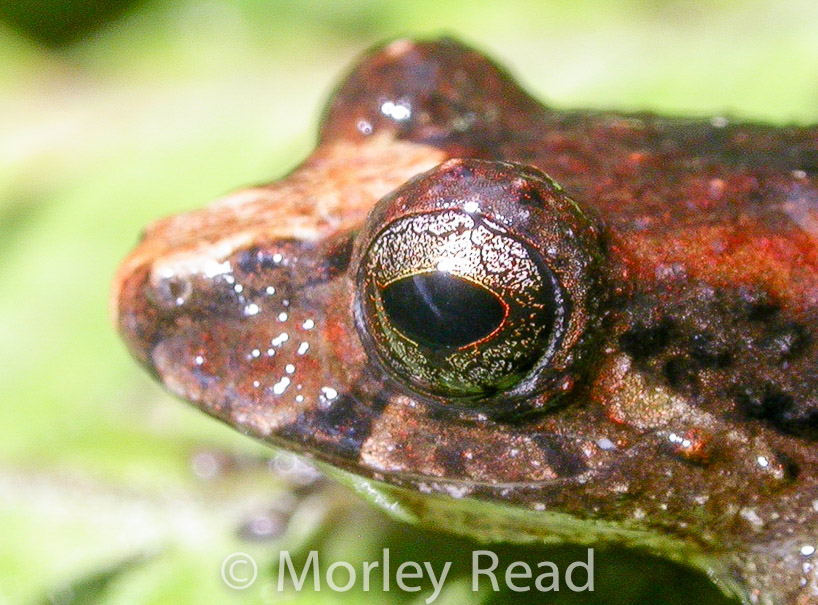 Pristimantis walkeri