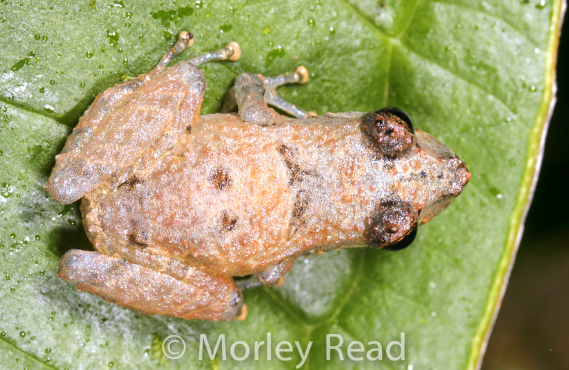 Pristimantis walkeri