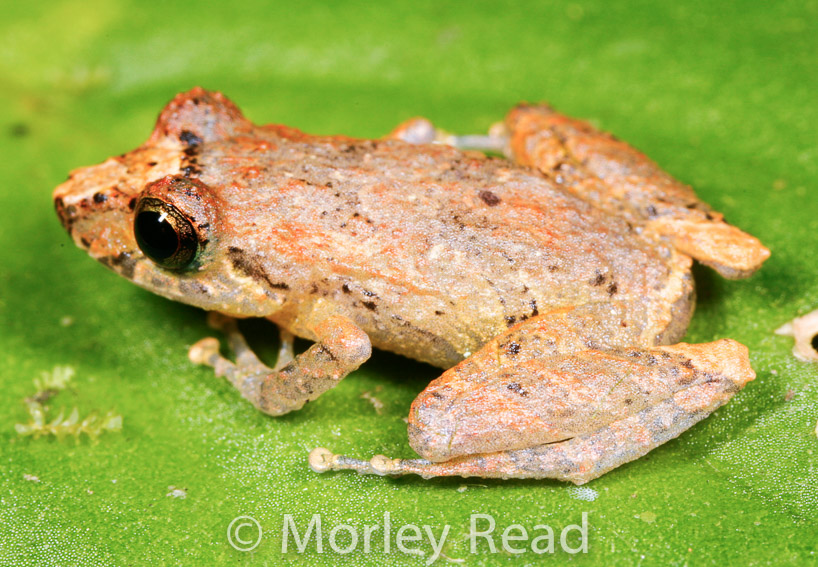 Pristimantis walkeri