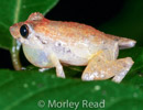 Pristimantis walkeri