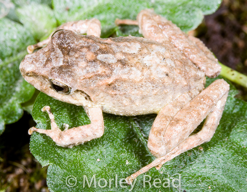 Pristimantis w-nigrum