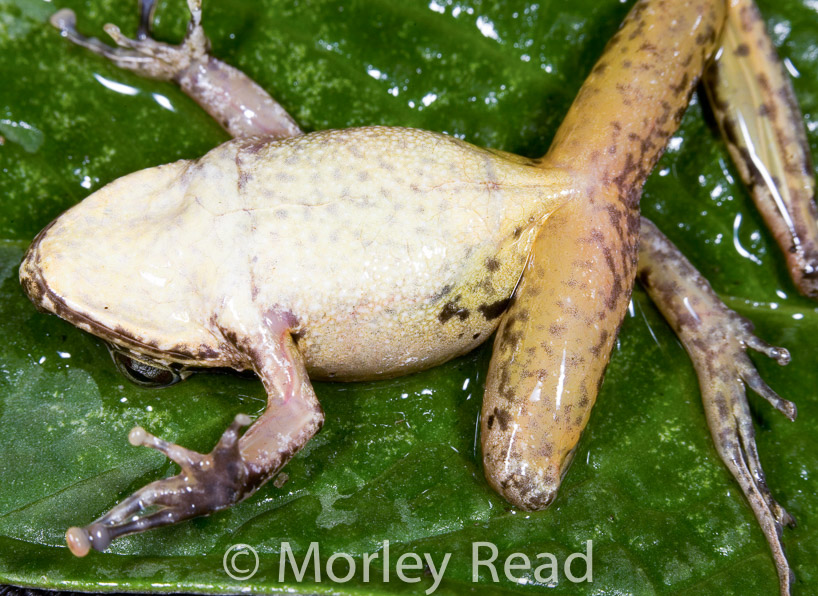 Pristimantis w-nigrum